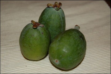 medium_Feijoa.jpg