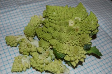 medium_chou-romanesco.jpg