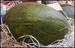 medium_melon-olive.jpg