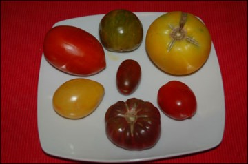 medium_tomates-ancienne.jpg