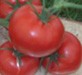 medium_tomates_de_marmande.jpg