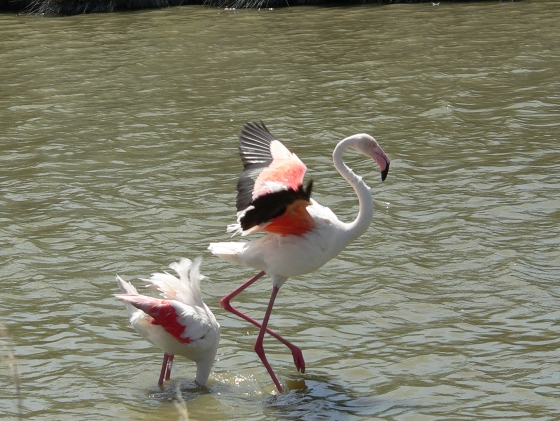 Flamants04.JPG