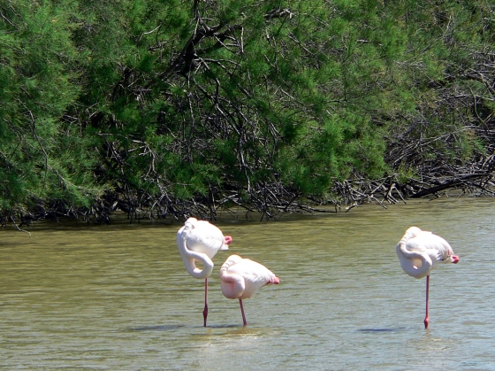 Flamants18.2.JPG