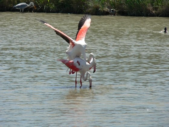Flamants19.JPG