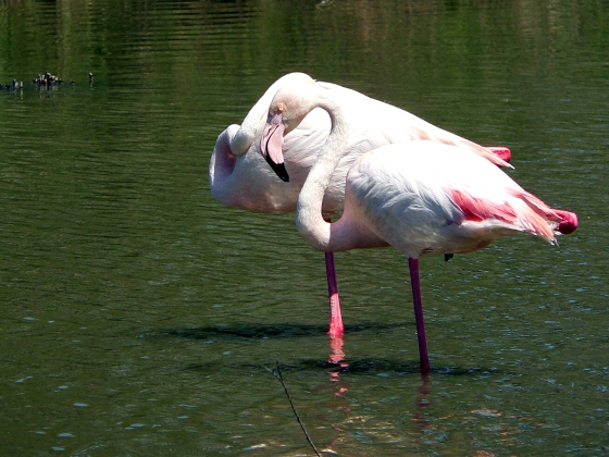 Flamants20.JPG