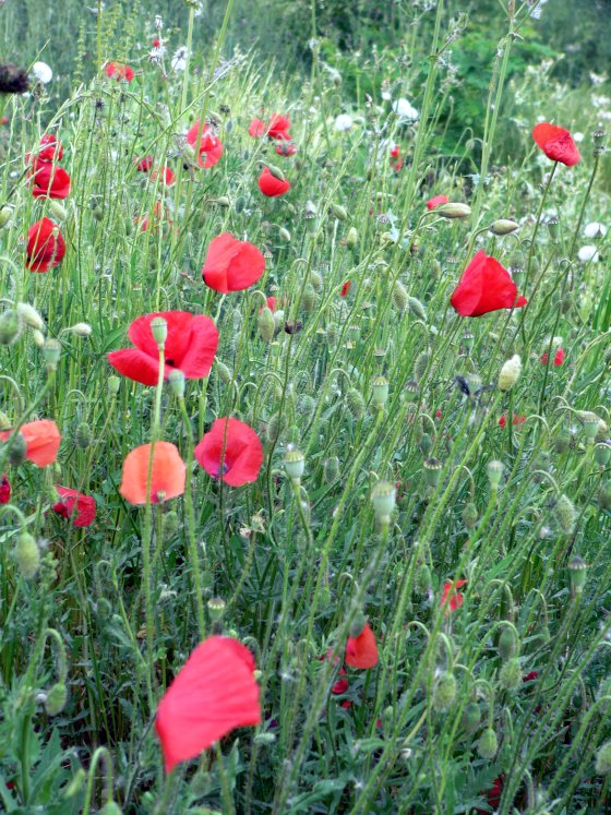 Coquelicots01.JPG