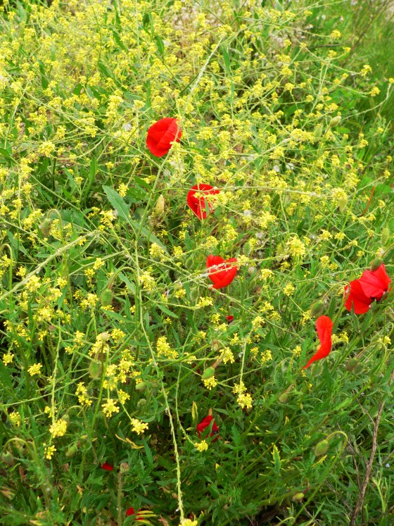 Coquelicots02.JPG