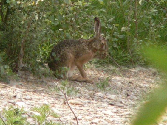 Lievre.JPG