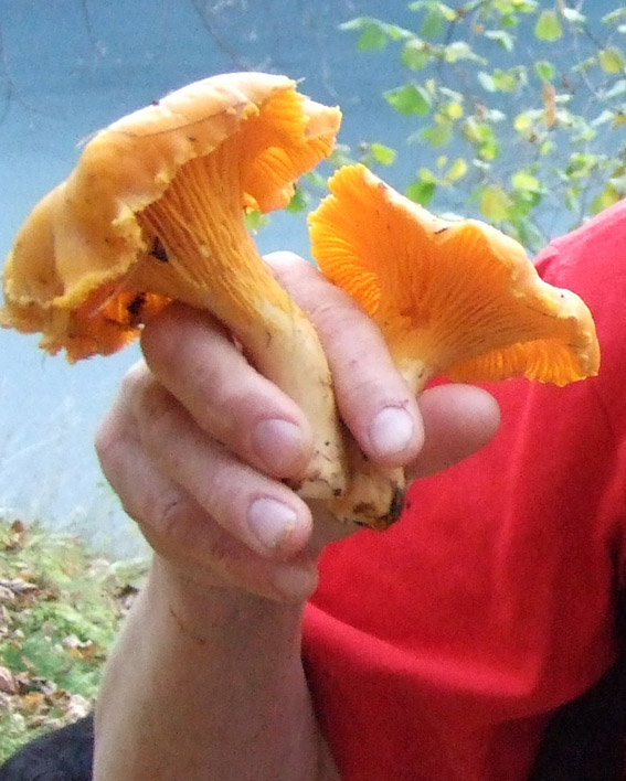 Girolles.jpg