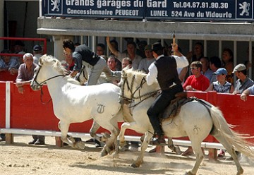 medium_saut_de_cheval_1.jpg