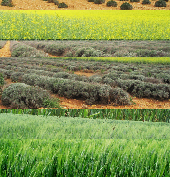 PLATEAU_DE_VALENSOLE.jpg"