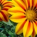 gazania