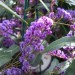 hardenbergia