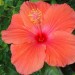hibiscus orange