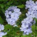plumbago