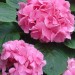 hortensia1