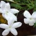 jasmin1