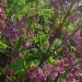 lilas