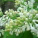 lilas blanc