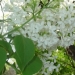 lilas blanc