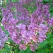 Les lilas du jardin