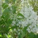 Les lilas du jardin