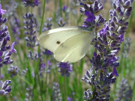 Les papillons du jardin