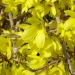 le forsythia