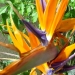 strelitzia
