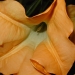 brugmansia jaune (datura)