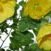 abutilon jaune