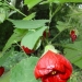 abutilon rouge