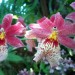 Orchidées