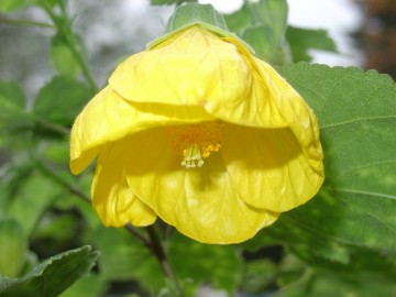 medium_abutilon_jaune_vif.JPG