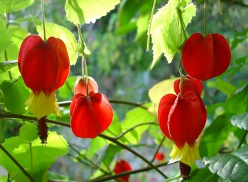 medium_abutilon_megapotamicum.jpg
