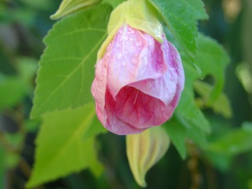 medium_abutilon_rose.3.JPG