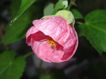medium_abutilon_rose_bonbon.2.JPG