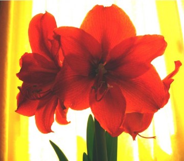 medium_amaryllis.3.jpg