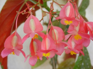 medium_begonia.JPG