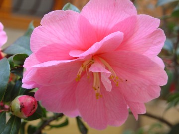 medium_camelia_rose1.jpg
