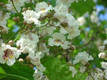 medium_catalpa.JPG