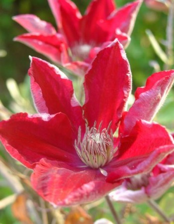 medium_clematite_rouge.jpg