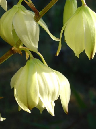 medium_clochette_de_hampe_de_yucca.JPG