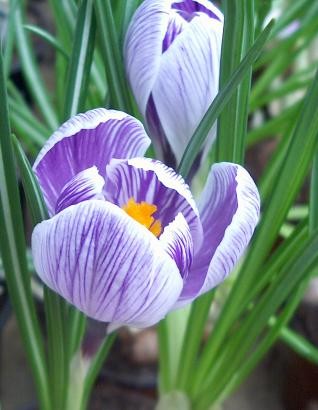 medium_crocus.jpg