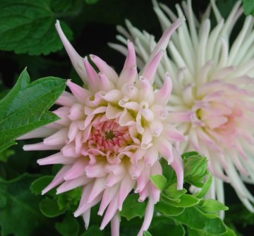 medium_dahlias_blanc_rosé.jpg