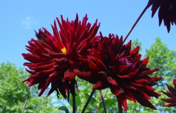 medium_dahlias_bordeaux.jpg