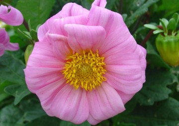 medium_dahlias_rose.jpg