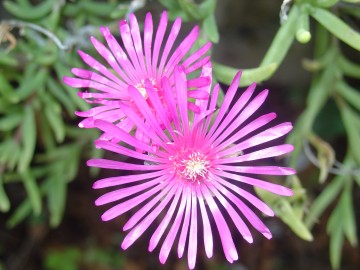 medium_delosperma.JPG