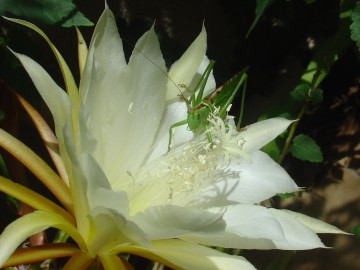 medium_epiphyllum_et_sauterelle.jpg
