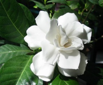 medium_gardenia4.jpg